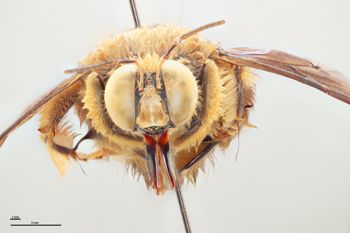 Media type: image;   Entomology 810621 Aspect: head frontal view